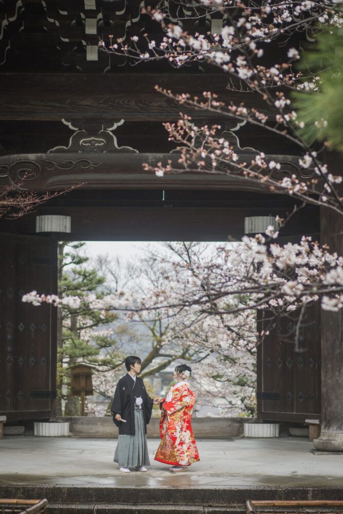 金戒光明寺の桜が咲き始また山門迄で色打掛の花嫁と新郎