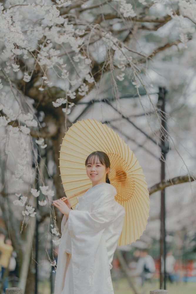 上賀茂神社の枝垂桜と白の番傘を持った白無垢の花嫁