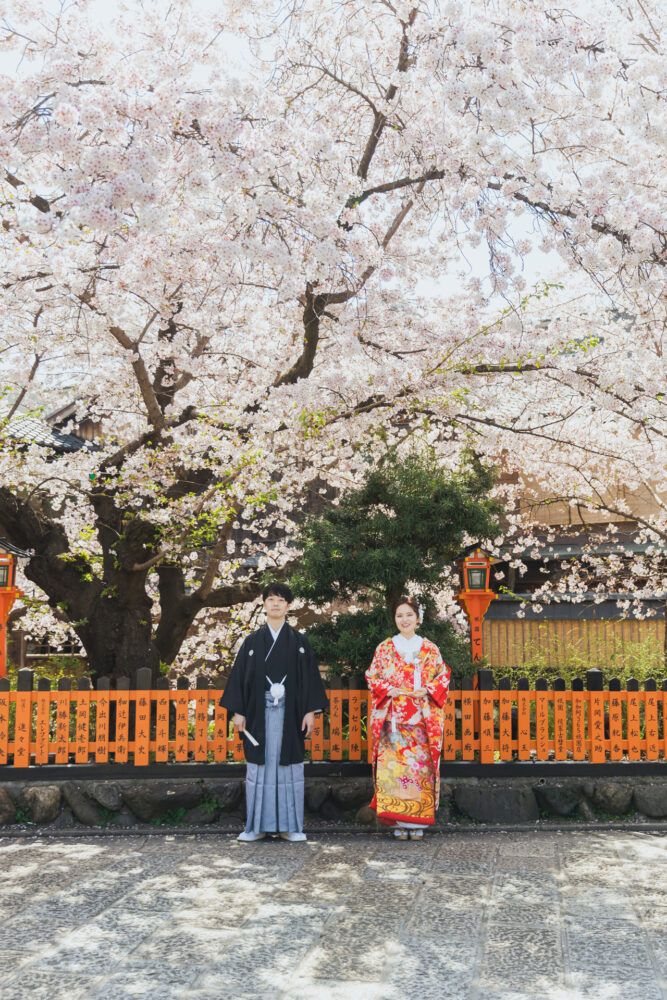 祇園の桜の前で色打掛の花嫁と新郎