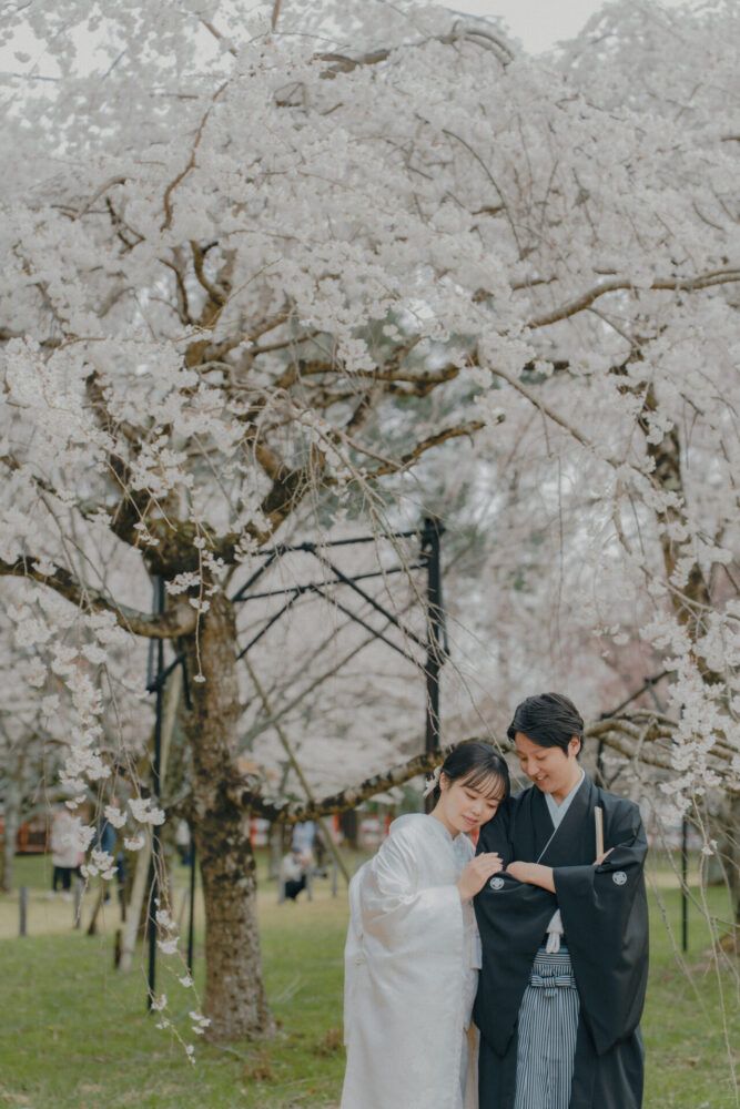上賀茂神社の桜並木での白無垢の花嫁と新郎