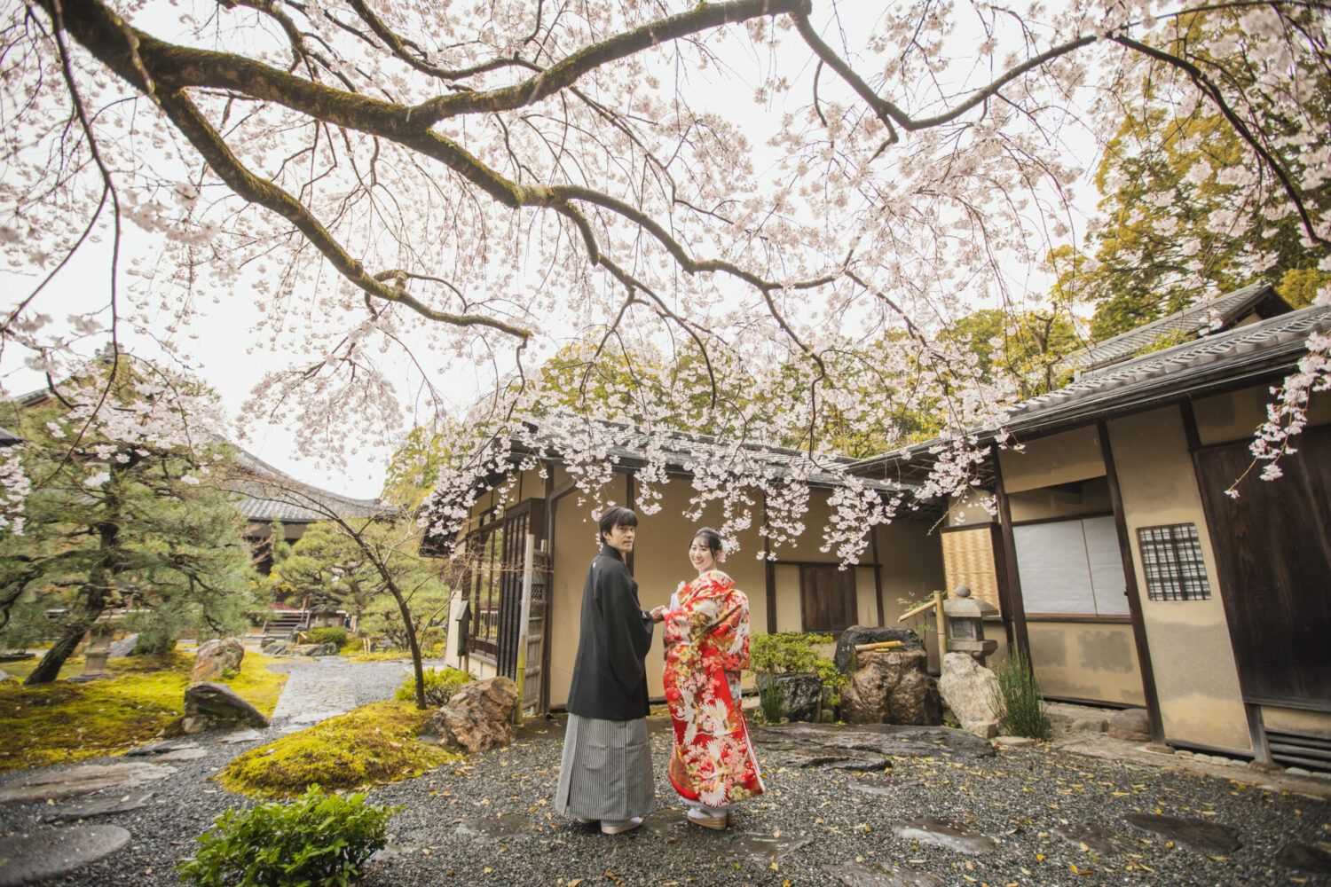 金戒光明寺で桜と色打掛の花嫁と新郎