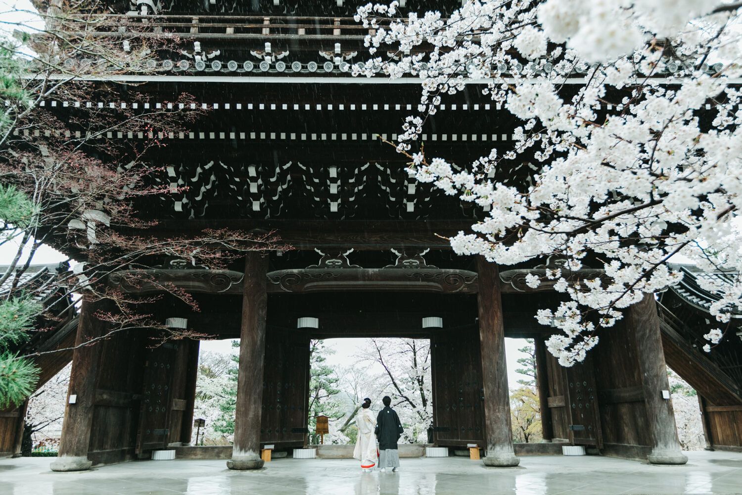 金戒光明寺の山門前で桜との色打掛の花嫁と新郎