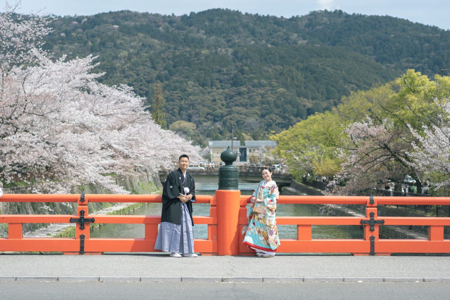 平安神宮周辺の慶流橋で桜と色打掛の花嫁と新郎