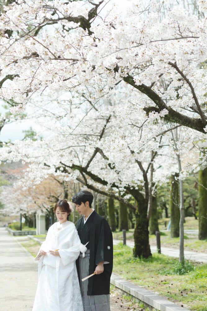 平安神宮周辺の岡崎道の桜並木での白無垢の花嫁と新郎