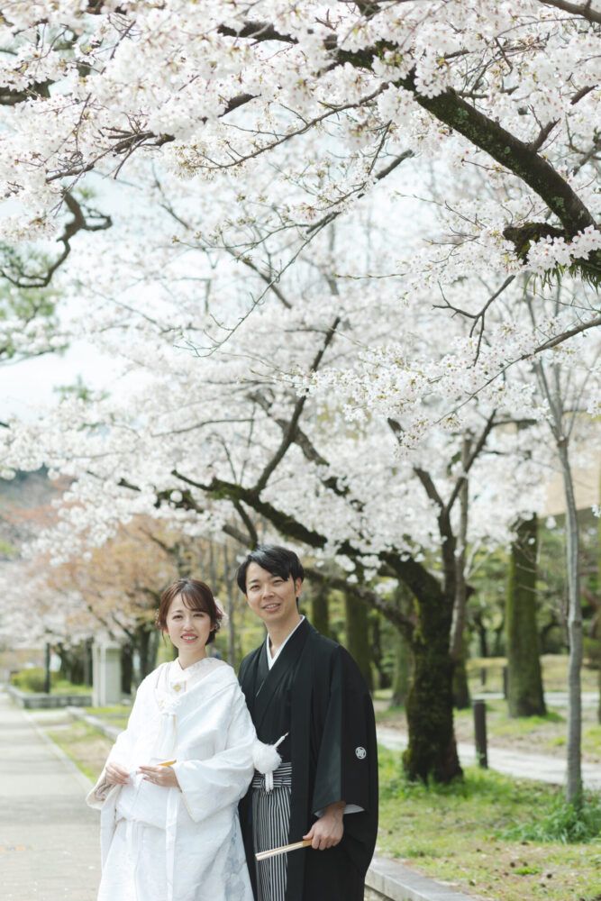 平安神宮周辺の岡崎で桜並木で白無垢の花嫁と新郎