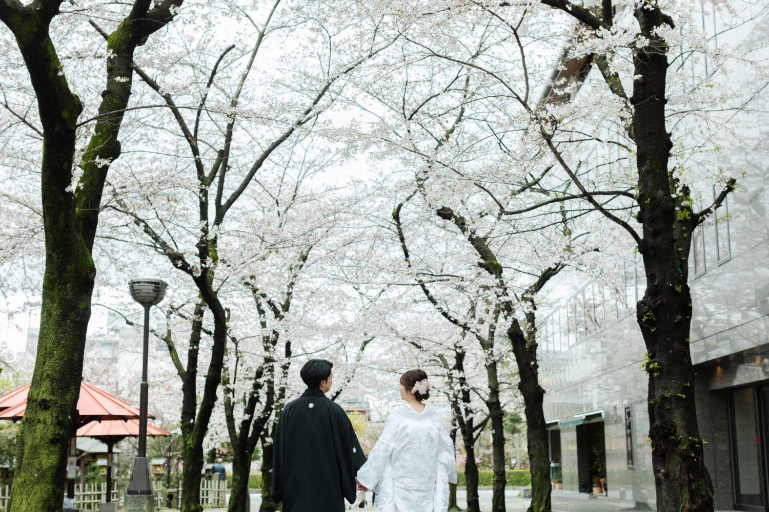 祇園の桜並木での白無垢の花嫁と新郎