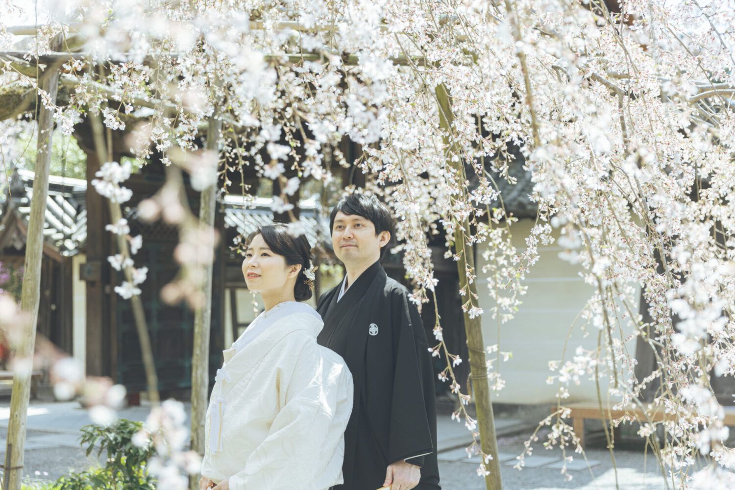 枝垂桜の下。和装の新郎新婦様