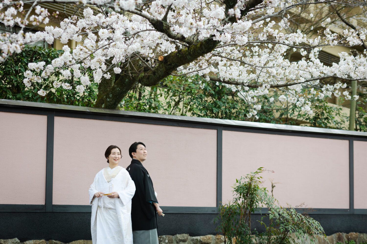 平安神宮周辺での桜の時期に白無垢の花嫁と新郎