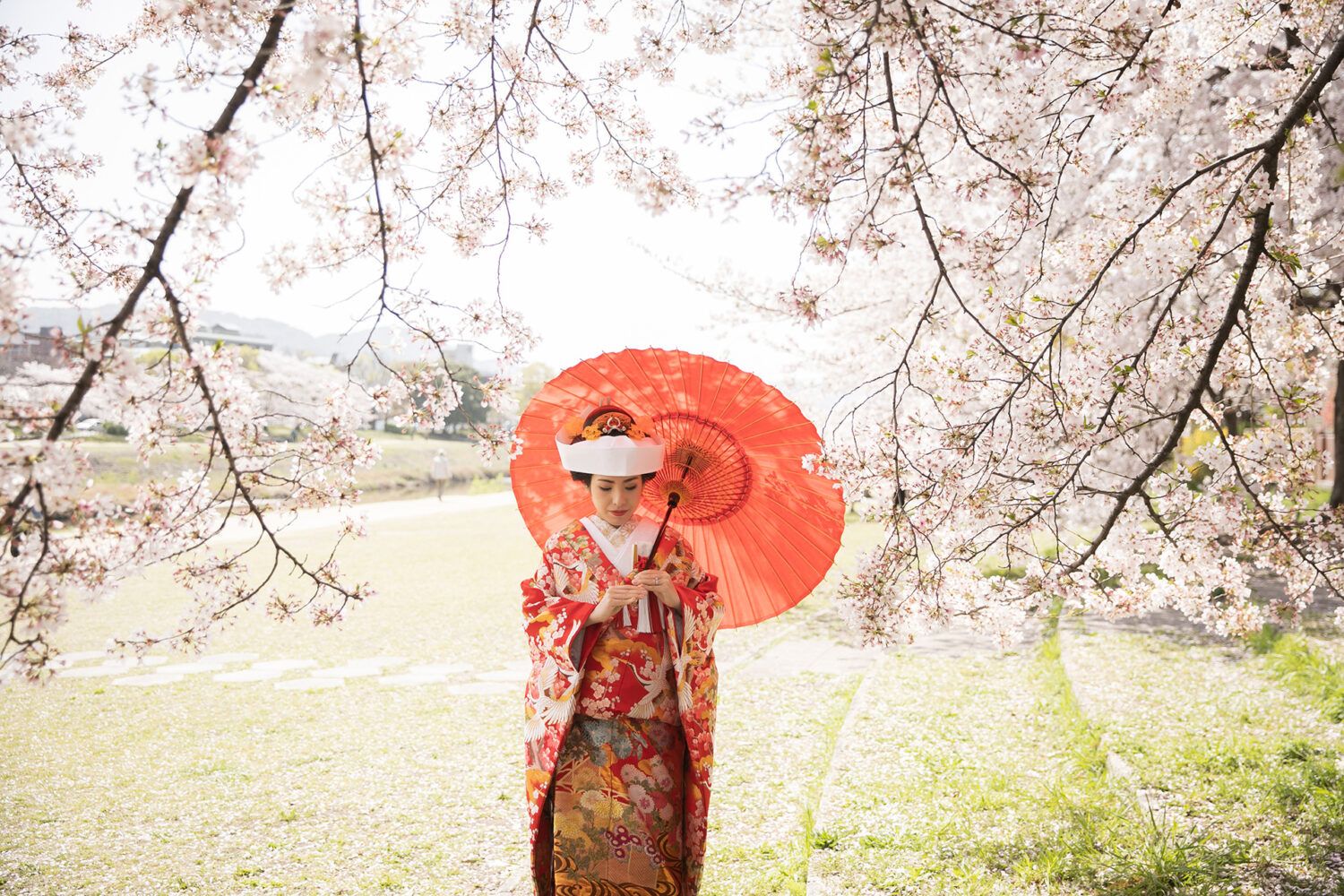 鴨川の桜の中、日本髪に角隠し姿ので色打掛姿の花嫁