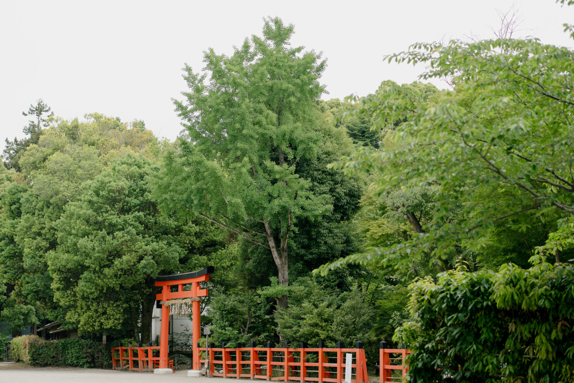 ■ 結婚奉告祭の流れ
入場
巫女の先導で、ご親族とともに静かに細殿へ。
玉砂利を踏みしめる音だけが響く中、まっすぐ神前へと向かうおふたりの後ろ姿はとても美しく、背筋が自然と伸びる瞬間でした。

修祓（しゅばつ）
神職による祓詞（はらえことば）とともに、幣でおふたりとご参列の皆様を清める儀式。
心身ともに神聖な状態となり、場の空気が一気に引き締まります。

献饌（けんせん）
神様にお供え物を捧げ、結婚の奉告と感謝の気持ちを表します。

祝詞奏上（のりとそうじょう）
神職が、おふたりのご結婚を神様に奉告します。
お名前が読み上げられる瞬間は、ご家族にとっても胸が熱くなる場面となりました。

三三九度の盃（さんさんくどのさかずき）
神前で行われる伝統的な儀式。
大・中・小の三つの盃を交互に交わしながら、三度ずつお神酒をいただきます。
「永遠の契り」を結ぶ意味をもつこの儀式は、静かに、そして丁寧に進められ、ふたりの絆を改めて深める時間となりました。

指輪の交換（ご希望により）
この日は、神前での指輪交換もご希望されました。
誓いの言葉を交わさずとも、そっと交わす眼差しと手元のしぐさが、ふたりの想いを物語っていました。

五十鈴の儀（いすずのぎ）
花嫁様が両手で五十鈴を持ち、静かに鳴らす儀式。
その澄んだ音色が神殿に響き渡り、厳かな中にも柔らかな神聖さが漂います。

拝礼（はいれい）
おふたりが玉串を捧げ、二礼二拍手一礼で神前に深く祈りを捧げられました。

撤饌（てっせん）
神前のお供えをお下げし、奉告祭は静かに、しかし確かな余韻を残して結びとなりました。