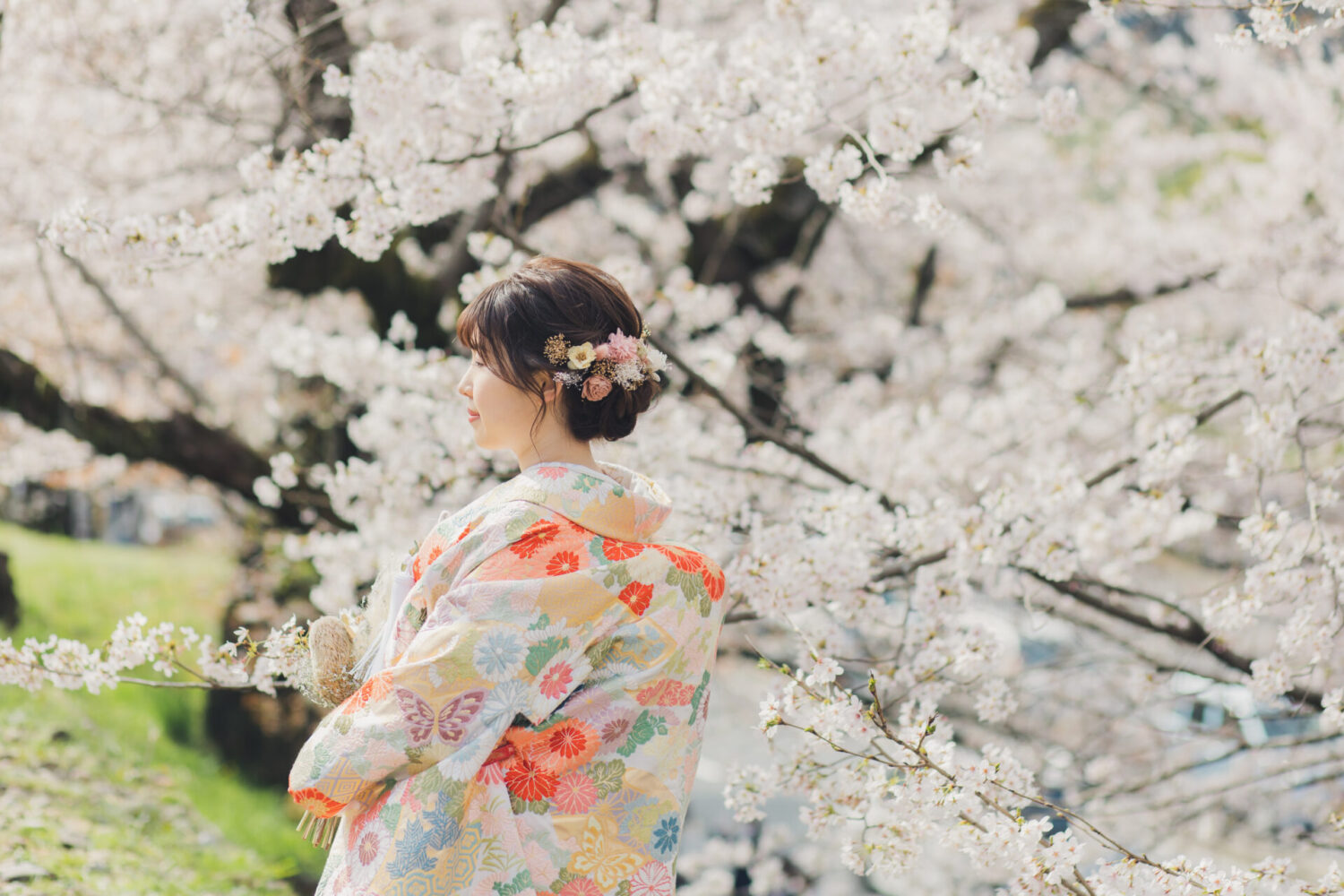 桜を背景に色打掛姿の花嫁