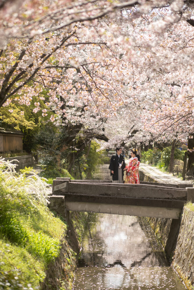 桜のトンネルが美しい哲学の道。川に落ちる桜の花びらもなんとも風情のある一枚。自然豊かな場所だからこその美しさの中に華やかな色打掛がドラマティックな一枚に。