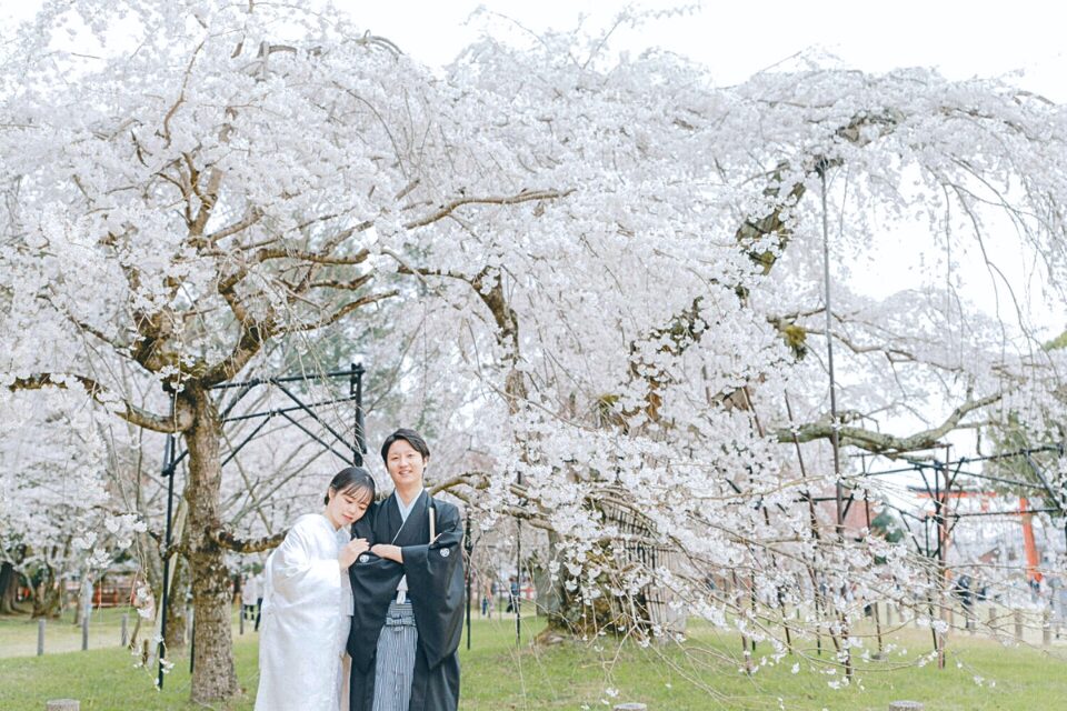 上賀茂神社の満開の枝垂れ桜の下で寄り添う、白無垢の花嫁と紋付袴の新郎